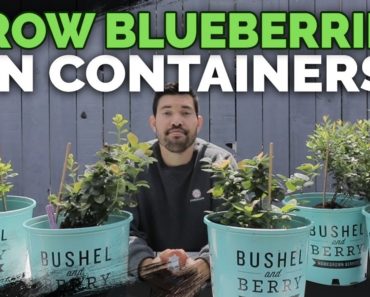 How to Grow Blueberries in Containers: Soil and Planting