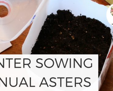 Winter Sowing Aster Seeds Cut Flower Farm Gardening for Beginners Growing Plants Container Gardening