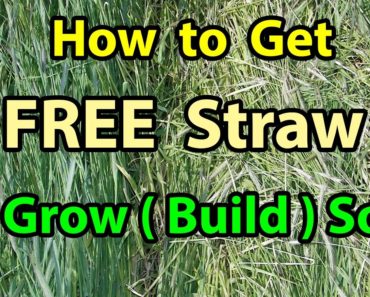 How To Get FREE Straw and Build Soil NO TILL Homesteading Vegetable Gardening for beginners 101