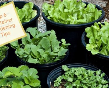 Top 6 Container Gardening Tips