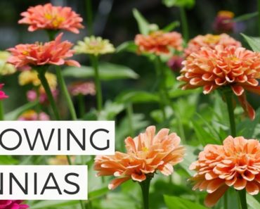 Planting Zinnias from Seed in the Cut Flower Garden