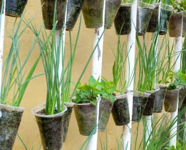 Recycling Plastic Cups into Hanging Vegetable Garden | Hanging Garden Ideas