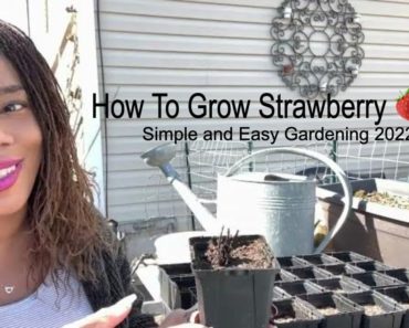How To Plant Strawberries For Beginners Gardening 101 Walmart Bare Root Strawberry!