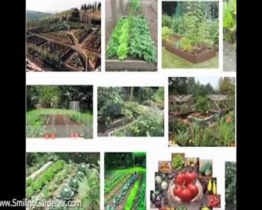 Organic Vegetable Garden Design – 2 Curvaceous Tips