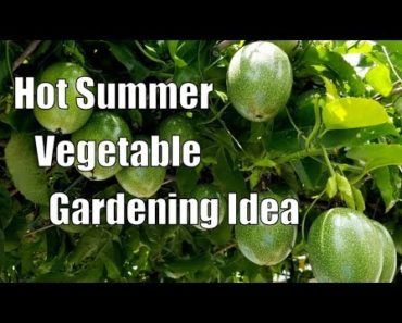 Hot Summer Vegetable Gardening Idea
