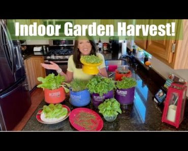 Indoor Vegetable Garden Harvest & Storage Tips  to Help Your Veggies Last Longer🥬 🍅🌱