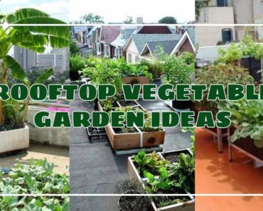 ROOFTOP VEGETABLE GARDEN IDEAS | diy gardening ideas