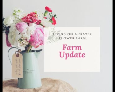 Cut Flower Farm – December Farm Update 2020 – Gardening for Beginners