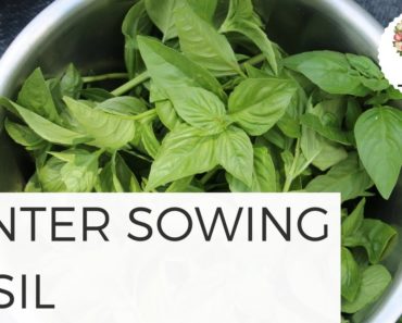 Winter Sowing Basil Organic Gardening for Beginner Growing Green Plant Tip Cut Flower Farm Homestead