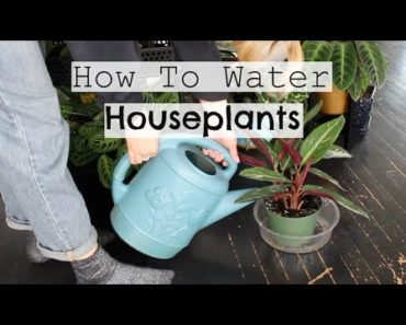 How To Water Houseplants | When & How Much to Water Indoor Plants!