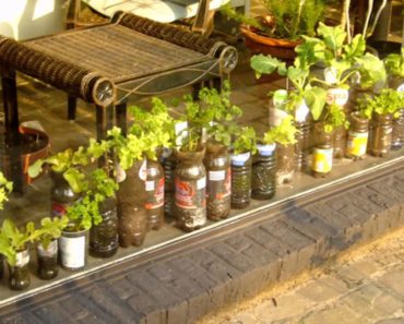 [Garden Ideas] apartment vegetable garden ideas