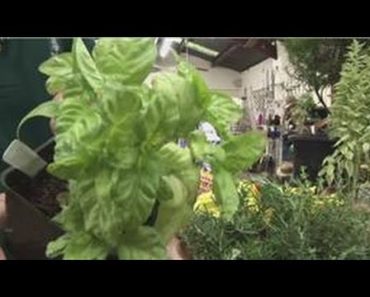 Beginners Vegetable Gardening : Herb Garden on the Balcony