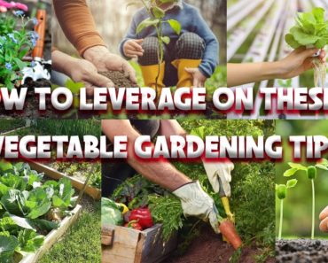 HOW TO LEVERAGE ON THESE 6 VEGETABLE GARDENING TIPS