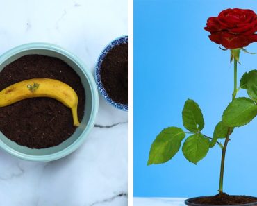 5 Innovative Hacks to Grow Roses at Home!! Blossom