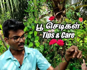 Flower plants Easy Maintenance | Tips for beginner to start | Terrace Garden | Tamil | VinoVlogs