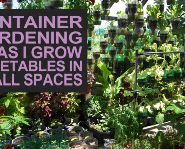 Container Gardening Ideas I Grow Vegetables In Small Spaces I Hanging Garden