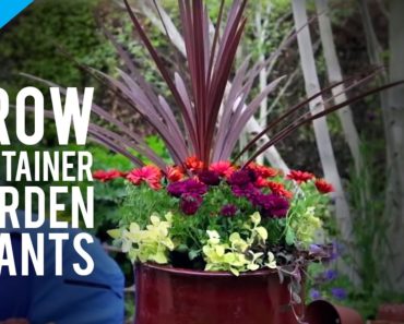 How To Grow Pot Plants in a Container Garden