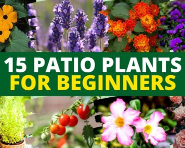 15 Best Patio Plants for Beginners | Best Plants for Patio Garden ðŸŒ»