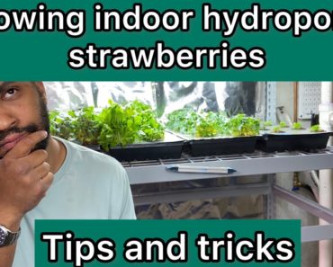 Growing indoor hydroponic strawberries: tips and tricks