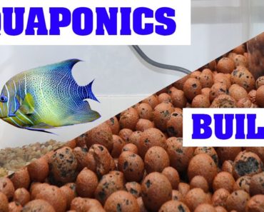 How To Build an Aquaponics System For Indoor Gardening