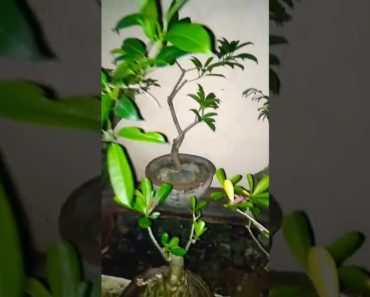 bonsai gardening for beginners