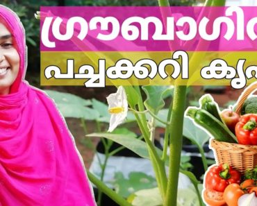 How to grow vegetables in growbag in malayalam/how to fill growbag in malayalam/seeds planting tips