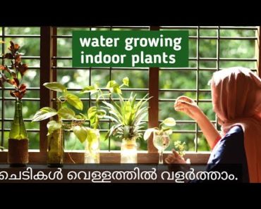 How to grow indoor plants in water/ easy way to grow indoor plants in Malayalam. by Botanical Woman
