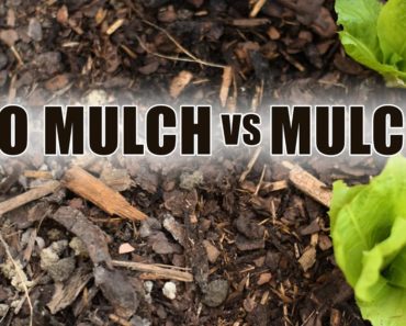 Why Mulching Vegetable Garden Is So IMPORTANT…