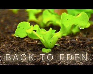 Back To Eden Gardening Documentary Film – How to Grow a Regenerative Organic Garden