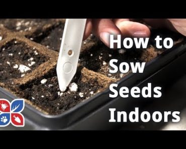 How to Sow Seeds Indoors – Indoor Gardening Tips | DoMyOwn.com
