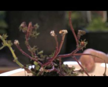Flower Gardening Tips : How to Grow Moss Rose (Portulaca grandiflora)