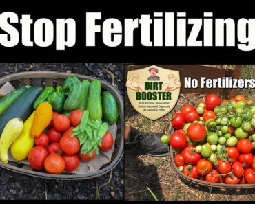 Best Natural Organic Vegetable Garden Fertilizer