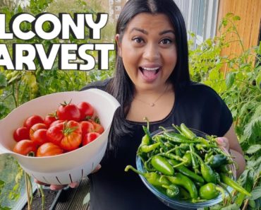MY FIRST BALCONY GARDEN VEGETABLE HARVEST | Massive harvest from my garden in London