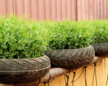 Brilliant Idea | Recycle Tires to Grow Vegetable at Home, Easy for Beginners