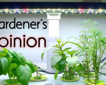 Aerogarden Review From A Gardener's Perspective-Aerogarden Harvest Indoor Hydroponic System 2021