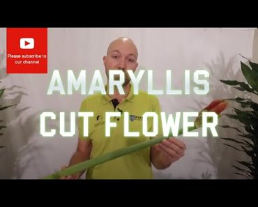 Tips and tricks Amaryllis Cut Flower
