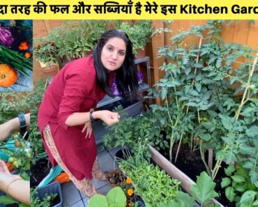 Our Vegetable Garden in England|Small Little Kitchen Garden with lot's of Vegetables|Sangwan Family