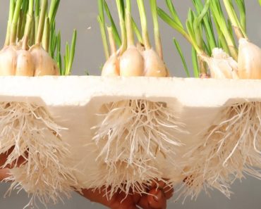 Excellent idea | Hydroponic Garlic Onion Cultivation at Home for Beginners
