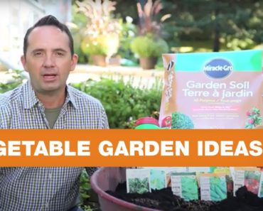 Vegetable Garden Ideas | Things you need to know about vegetable gardens