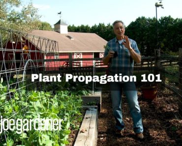 Plant Propagation For Beginners