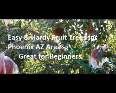 Easy to Grow Fruit Trees for Beginner Gardeners for AZ 9B