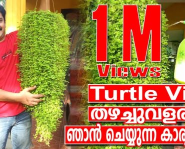 Turtle Vine Care & Gardening Tips in Malayalam | Best Fertilizer for Turtle Vine Hanging Plants