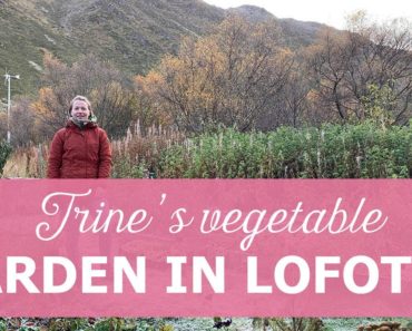 Trines vegetable garden at Lofoten, Norway