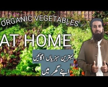 How to grow organic vegetables in containers at home |Home gardening| organic gardening, Hindi/Urdu