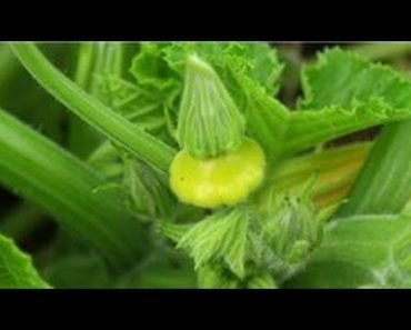 Indoor Gardening Tips : How to Grow Yellow Squash Indoors