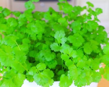 How to Quickly Grow Cilantro Indoor? Vegetable Gardening 101, CiCi Li – Asian Home Cooking Recipes