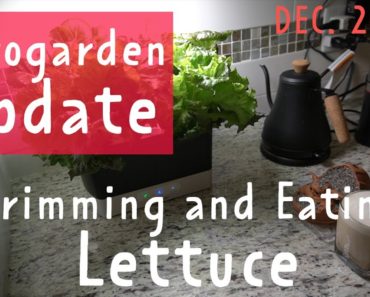 Hydroponic Lettuce Tip Burn | Aerogarden Update 1