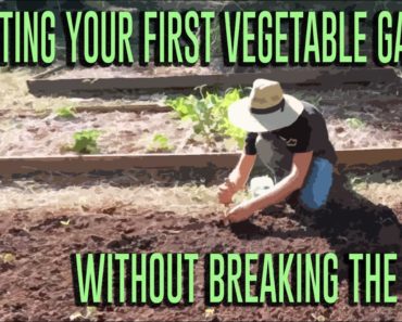 Starting Your First Vegetable Garden (Without Breaking The Bank) – Complete Presentation