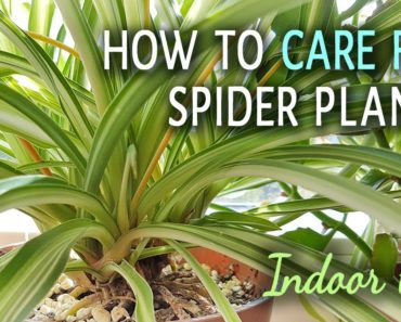 How To Care For Spider Plants Indoors