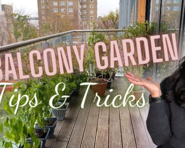 How to start a balcony garden | Tips for starting a vegetable garden in a small space in 2021
